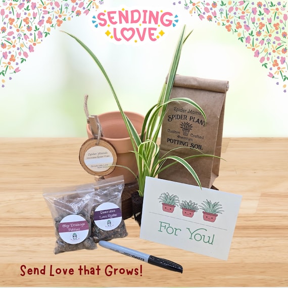 Celebration Plant Gift Set - Plant Included!!
