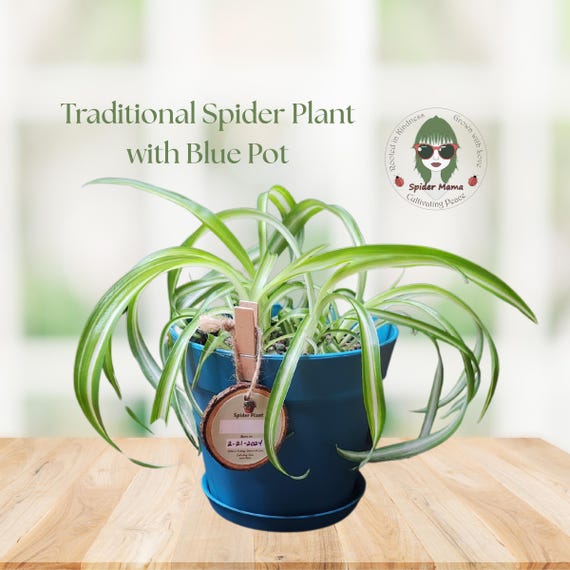 6" Spider Plant Kit - 4 Plants Included - Premium Kit