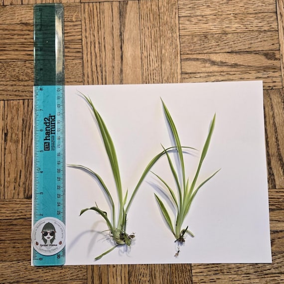 Reverse Spider Plant Cuttings – Rare, Unrooted, and Ready to Grow