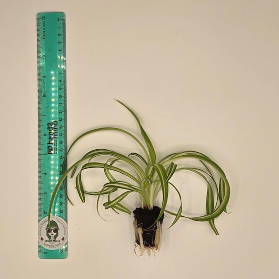 Bonnie Curly Spider Plant - Arrive Alive Guarantee!
