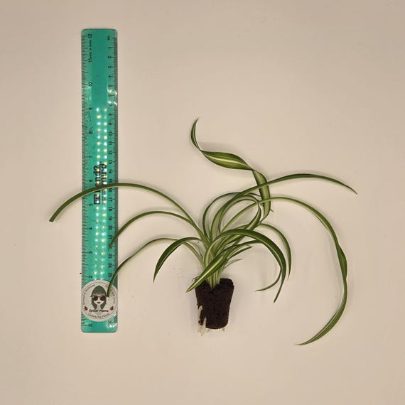 Variegated Spider Plant - Arrive Alive Guarantee!