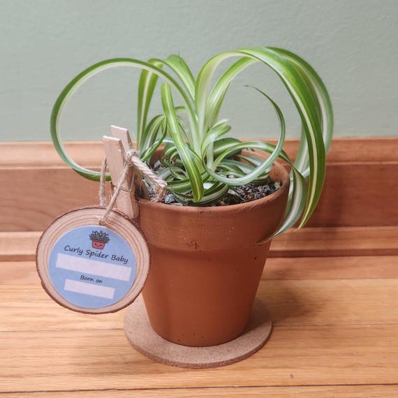 Bonnie Curly Spider Plant with Pot!