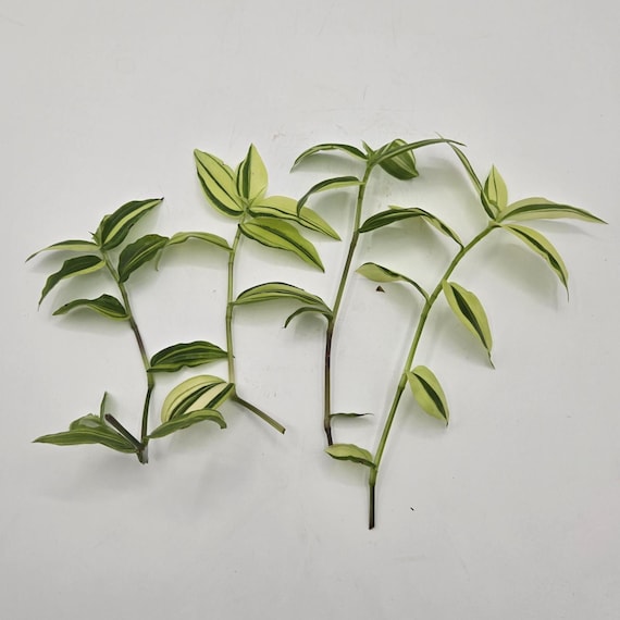 Pistachio Tradescantia Cuttings - Ready to Root