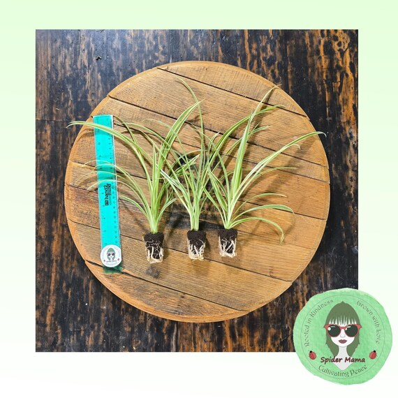 Reverse Spider Plant - Shipping Included!