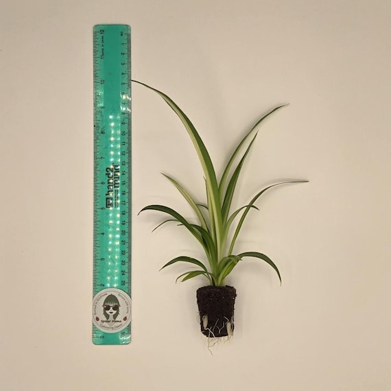 Rare Variegated Hawaiian Spider Plant – Rooted & Ready – Easy Indoor Tropical Plant