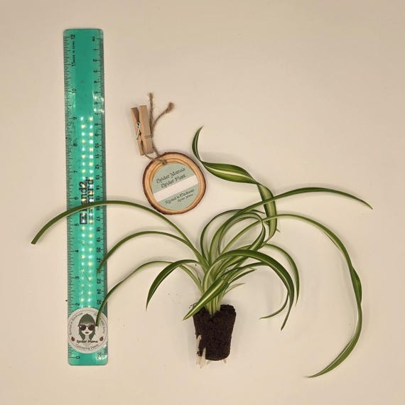 Spider Plant & Wooden Plant Tag - Arrive Alive Guarantee!
