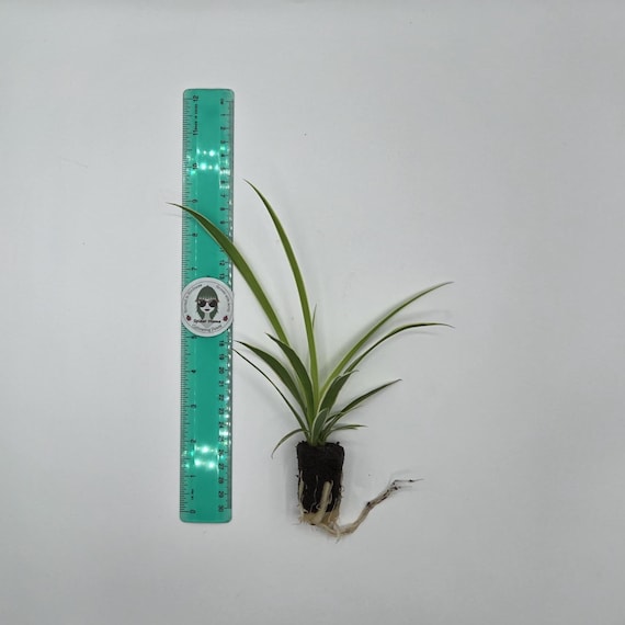 Unique Reverse Spider Plant - Easy Pet Safe Houseplant