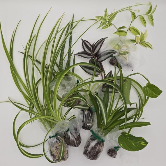 Crazy Plant Person Starter Kit - A box o' mystery plants! Arrive Alive Guaranteed!