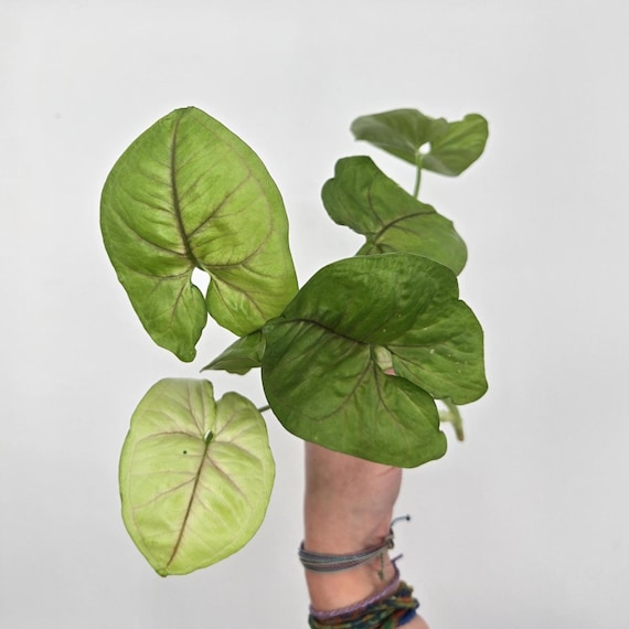 Pink Blush Arrowhead Syngonium Houseplant Cuttings