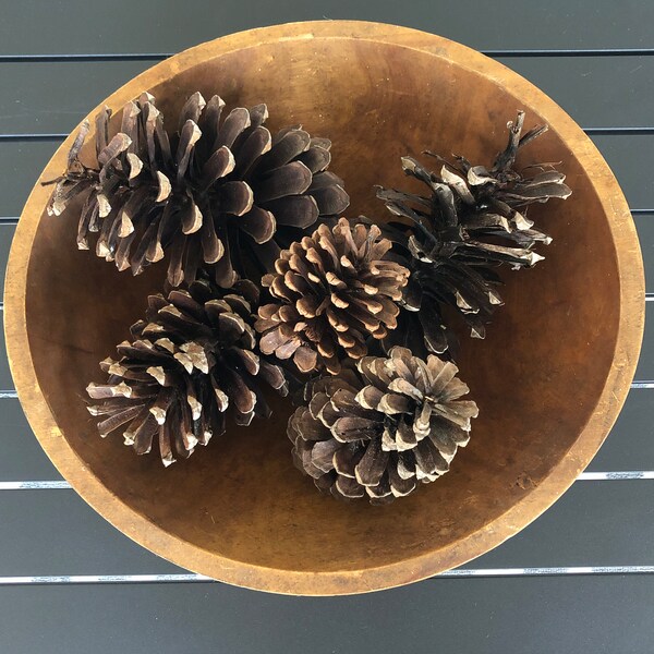 Natural Large Dried Pine Cones Five 5 Winter Christmas Fall Decor