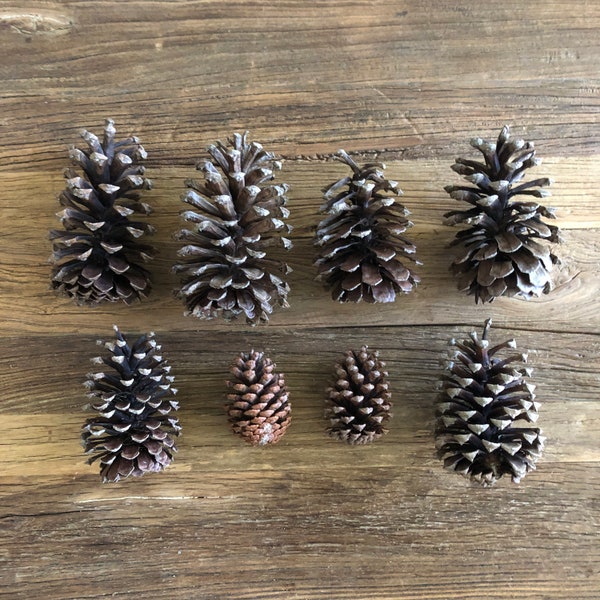 Natural Large Dried Pine Cones Eight Winter Christmas Fall Decor