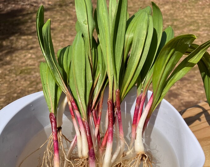 Wild Leeks Wild Ramps Ramp Bulbs Ramps Leeks or Ramp Bulbs Sustainably