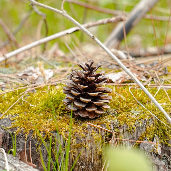 Pinecones, Natural Pinecones for decorating or crafting