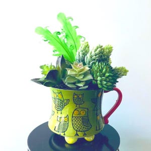 May include: A decorative owl-themed planter with a red handle and yellow feet, filled with a variety of green succulents and foliage. The planter is lime green with black owl illustrations. The arrangement sits on a black surface.