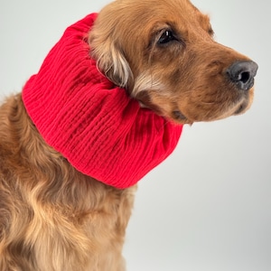May include: A ginger-coloured dog wearing a bright red neck wrap made of ribbed fabric. The dog is facing right, with its head and upper body visible against a plain white background. The neck wrap is a solid colour.