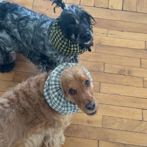 May include: Two cocker spaniels wearing protective collars. One dog has a black and white checkered collar and the other has a green and yellow checkered collar.