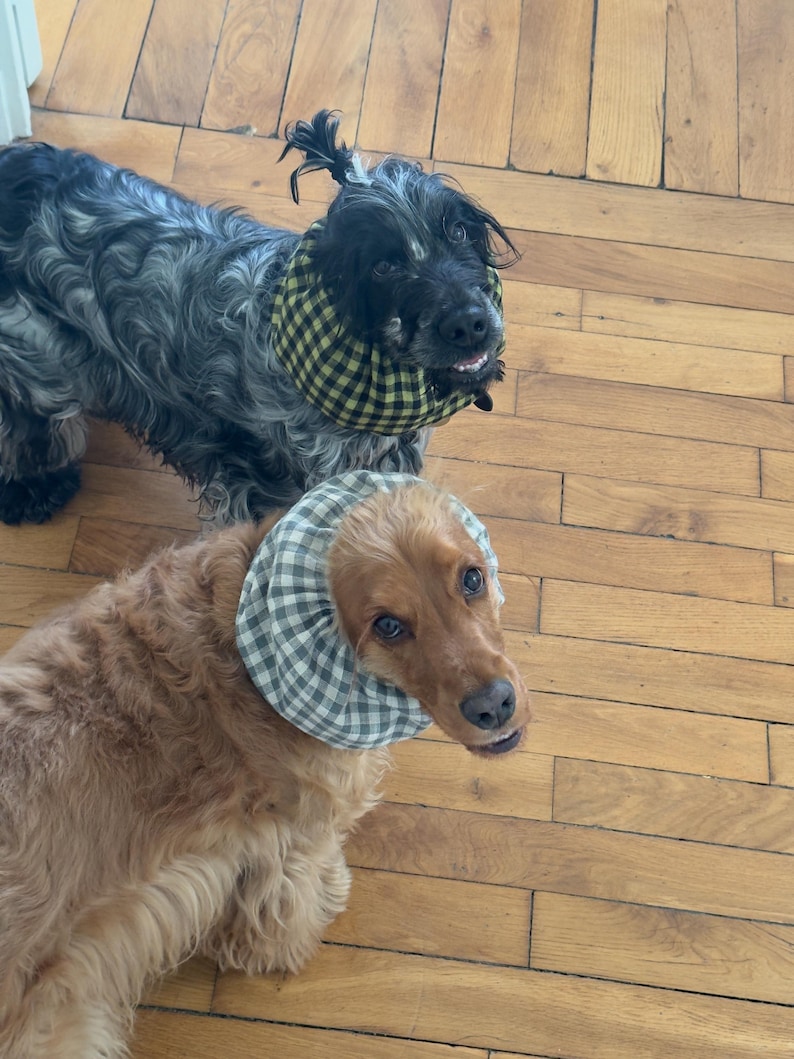 May include: Two cocker spaniels wearing protective collars. One dog has a black and white checkered collar and the other has a green and yellow checkered collar.