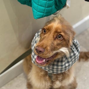 BESTSELLER Linen Snood Lightweight Breathable for Cocker Spaniels Cavaliers Ear Spikelet Protection Snood per Cani Cuello para Perros image 2