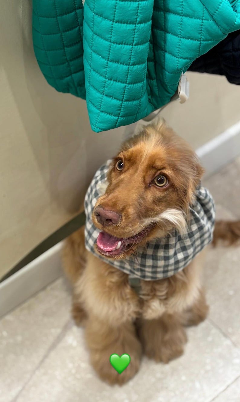 BESTSELLER Linen Snood Lightweight Breathable for Cocker Spaniels Cavaliers Ear Spikelet Protection Snood per Cani Cuello para Perros image 2