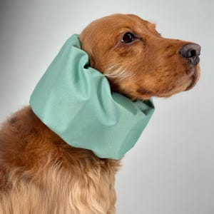 Könnte beinhalten: Ein brauner und weißer Hund, der einen hellgrünen Stoffkegel um den Hals trägt. Der Kegel ist so konzipiert, dass der Hund eine Wunde nicht lecken oder kratzen kann.