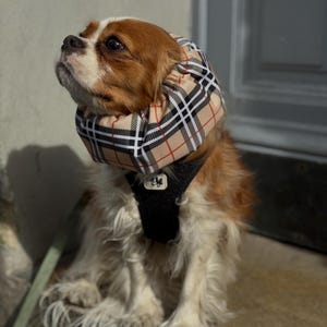 May include: A brown and white Cavalier King Charles Spaniel dog wearing a beige and black plaid fabric cone collar and a black harness.