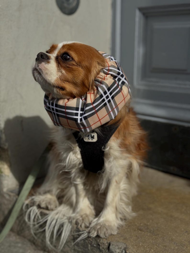 May include: A brown and white Cavalier King Charles Spaniel dog wearing a beige and black plaid fabric cone collar and a black harness.