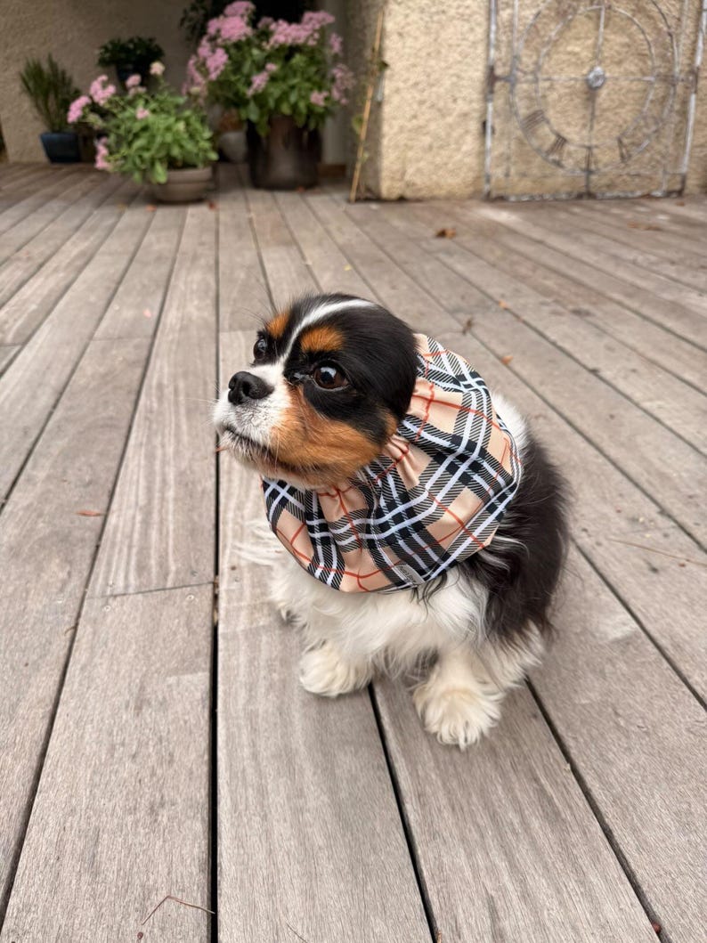 BESTSELLER Waterproof Snood Beige Tartan Lightweight Resistant Spaniel Cavalier King Charles English American Cocker Ear Spikelet Protection image 4