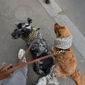 May include: Two dogs on leashes, one black and white and one brown, wearing matching plaid bandanas. The dogs are walking on a sidewalk.