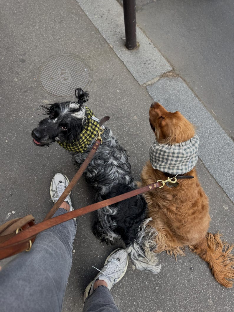 May include: Two dogs on leashes, one black and white and one brown, wearing matching plaid bandanas. The dogs are walking on a sidewalk.