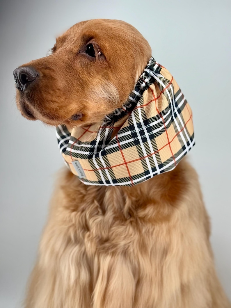 May include: A golden retriever dog wearing a beige, black, and red plaid fabric dog collar.