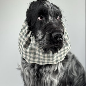 May include: A black and white dog with a green and white checkered fabric collar around its neck. The dog has its hair tied up in a bun on top of its head.