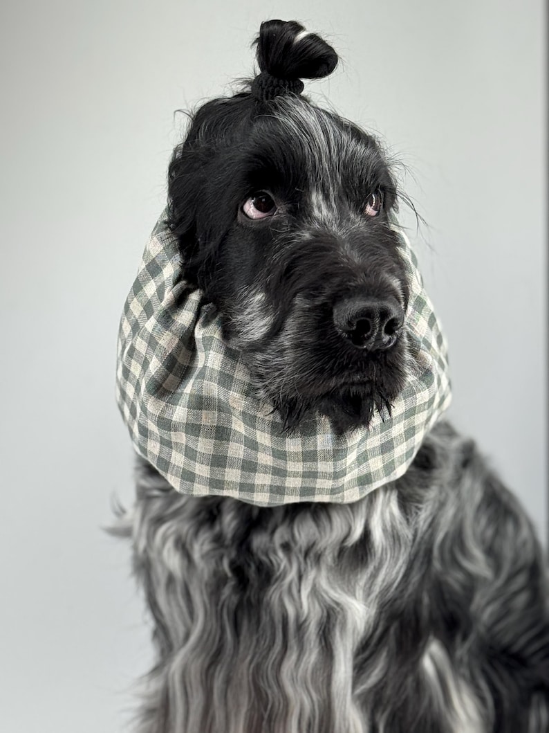 May include: A black and white dog with a green and white checkered fabric collar around its neck. The dog has its hair tied up in a bun on top of its head.