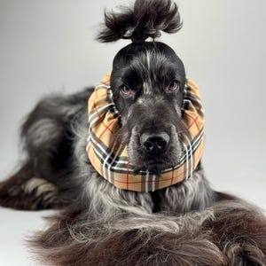 May include: A black and gray long-haired dog with a brown and tan plaid bandana around its neck. The dog's hair is styled in a topknot.