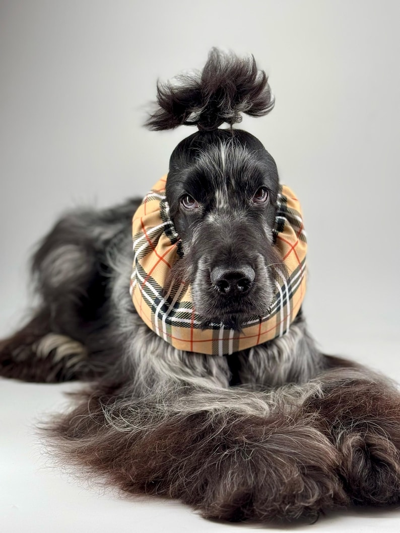 May include: A black and gray long-haired dog with a brown and tan plaid bandana around its neck. The dog's hair is styled in a topknot.