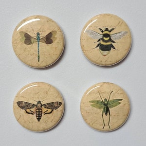 Insects and Creepy Crawlies Illustrations on Antique Background 1 Inch Pinback Buttons Set of Six 6 image 3