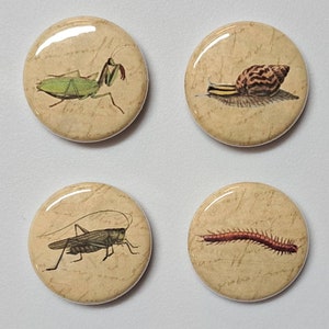 Insects and Creepy Crawlies Illustrations on Antique Background 1 Inch Pinback Buttons Set of Six 6 image 6