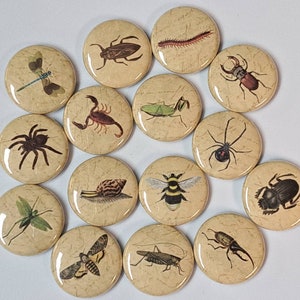 Insects and Creepy Crawlies Illustrations on Antique Background 1 Inch Pinback Buttons Set of Six 6 image 2