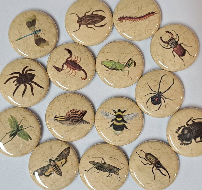 Insects and Creepy Crawlies Illustrations on Antique Background 1 Inch Pinback Buttons Set of Six 6 image 1
