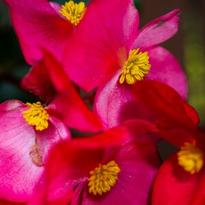 Begonia Flower