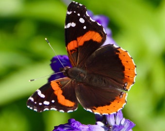 Zen, Papillon, Beauté, Calme