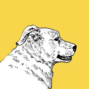 Custom Pet Portrait Illustration