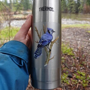 Blue Jay in the Aspens Vinyl Sticker