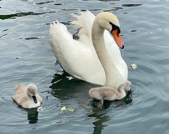 Nursery Room Art, Baby Animals Print, Swan and Cynets, Kids Room Decor, Girls Room Art, Boys Room Art, Kids Art Print, Kids Room Wall Art