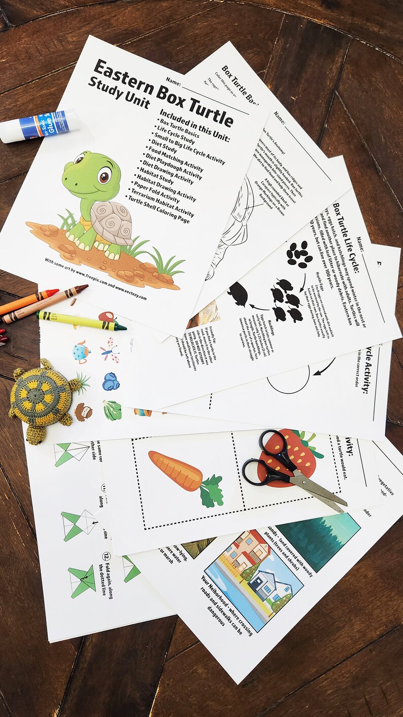 Eastern Box Turtle Study Unit: Homeschool Curriculum (digital Download ...
