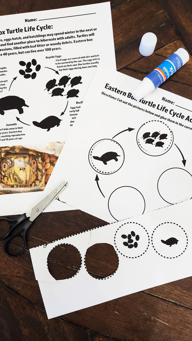 Eastern Box Turtle Study Unit: Homeschool Curriculum (digital Download ...