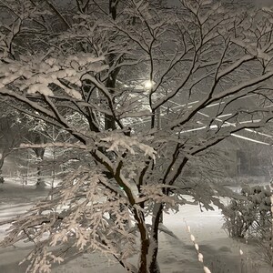 Puede incluir: Una rama de árbol cubierta de nieve con ramas desnudas y un fondo blanco y nevado. El árbol está iluminado por una farola en la distancia.