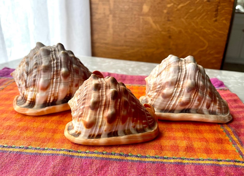 3 Bullmouth Helmet Seashells Cassis Rufa, Cypraecassis Rufa Set of 3 image 6