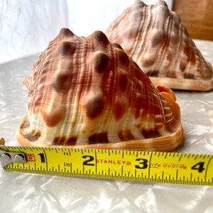 3 Bullmouth Helmet Seashells Cassis Rufa, Cypraecassis Rufa Set of 3 image 7