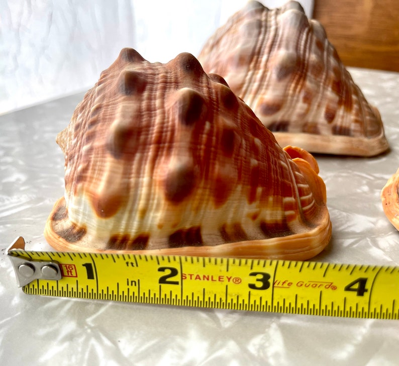 3 Bullmouth Helmet Seashells Cassis Rufa, Cypraecassis Rufa Set of 3 image 7