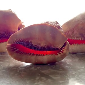 3 Bullmouth Helmet Seashells Cassis Rufa, Cypraecassis Rufa Set of 3 image 4